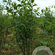 Euonymus europaeus 200-250 cm draadkluit struik