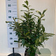 Prunus l. 'Novita' 50-60 cm met kluit