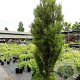 Frangula alnus 'Ron Williams' 125-150 cm met kluit struik