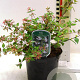 Abelia grandifl. 'Francis Mason' 25-30 cm 2,0L