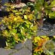 Abelia grandifl. 'Gold Spot' 40-60 cm 10L