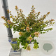 Abelia grandifl. Happy Daydream 25-30 cm 2,0L