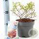 Abelia grandifl. Mystic Daydream 25-30 cm 2,0L