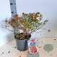 Abelia grandifl. Mystic Daydream 25-30 cm 3,0L