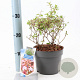 Abelia grandifl. Sunshine Daydream 25-30 cm 2,0L