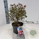 Abelia grandifl. Sunshine Daydream 25-30 cm 3,0L