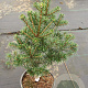 Abies grandis 40-60 cm 5,0L