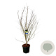 Acer Arctic Jade 200-225 cm cont. 55L extra