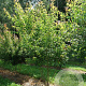 Acer buergerianum 300-350 cm draadkluit meerstammig