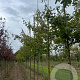 Acer campestre 'Evenley Red' 10-12 HO draadkluit