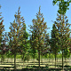 Acer campestre 'Red Shine' 12-14 HO draadkluit
