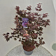 Acer pal. 'Atropurpureum' 120-140 cm 10L
