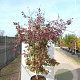Acer pal. 'Atropurpureum' 125-150 cm 40L meerstammig