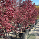 Acer pal. 'Bloodgood' 125-150 cm 45L meerstammig
