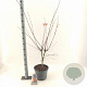 Acer pal. Brown Sugar 80-100 cm 10L