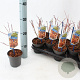 Acer pal. 'Katsura' 25-30 cm P10,5