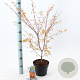 Acer pal. 'Katsura' 40-50 cm 3,0L