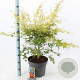 Acer pal. 'Katsura' 60-70 cm 10L