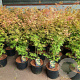 Acer pal. 'Orange Dream' 80-100 cm 10L