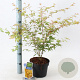 Acer pal. 'Sangokaku' 50-60 cm 3,0L