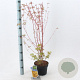 Acer pal. 'Sangokaku' 50-60 cm 3,0L