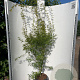Acer pal. 'Seiryu' 100-125 cm 40L meerstammig