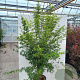 Acer pal. 'Seiryu' 125-150 cm 40L meerstammig