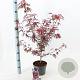 Acer pal. 'Shaina' 50-60 cm 3,0L