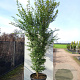 Acer pal. 'Silhouette' 125-150 cm 40L meerstammig