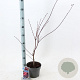 Acer pal. 'Skeeter's Broom' 40-50 cm 3,0L