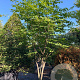 Acer plat. 'Columnare' 700-800 cm draadkluit meerstammig