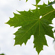 Acer plat. 'Globosum' 10-12 HO draadkluit