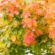 Acer plat. 'Globosum' 10-12 HO draadkluit
