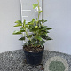 Hedera hel. 'Arborescens' 20-25 cm 2,0L