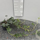 Hedera hibernica 60-80 cm P13