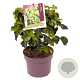 Hedera hib. 'Arbori Compact' 25-30 cm 3,0L