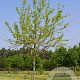 Acer s. 'Laciniatum Wieri' 20-25 HO draadkluit