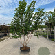 Acer tataricum ginnala 200-250 cm 50L meerstammig