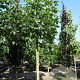 Aesculus hip. 'Baumannii' 20-25 HO draadkluit
