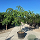 Albizia julibrissin 200-250 cm cont. 110L meerstammig