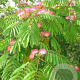 Albizia julibr. 'Boubri' 6-8 HO 15L