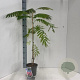 Albizia julibr. Ombrella 70-80 cm 3,0L met stok