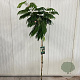 Albizia julibr. Ombrella 150 cm stam 15L