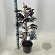 Albizia julibr. 'Summer Chocolate' 70-80 cm 3,0L met stok