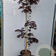 Albizia julibr. 'Summer Chocolate' 200-250 cm 15L