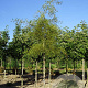 Alnus glutinosa 'Imperialis' 10-12 HO draadkluit
