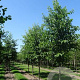Alnus spaethii 30-35 HO draadkluit