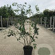 Amelanchier lamarckii 150-175 cm 10L struik