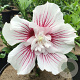Hibiscus syr. Starburst Chiffon 80-90 cm 7,5L