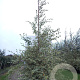 Betula nigra 'Shiloh Splash' 300-350 cm draadkluit meerstammig
